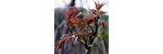 黑油香椿苗- 红油香椿苗1- 2公分香椿树苗 规格齐全