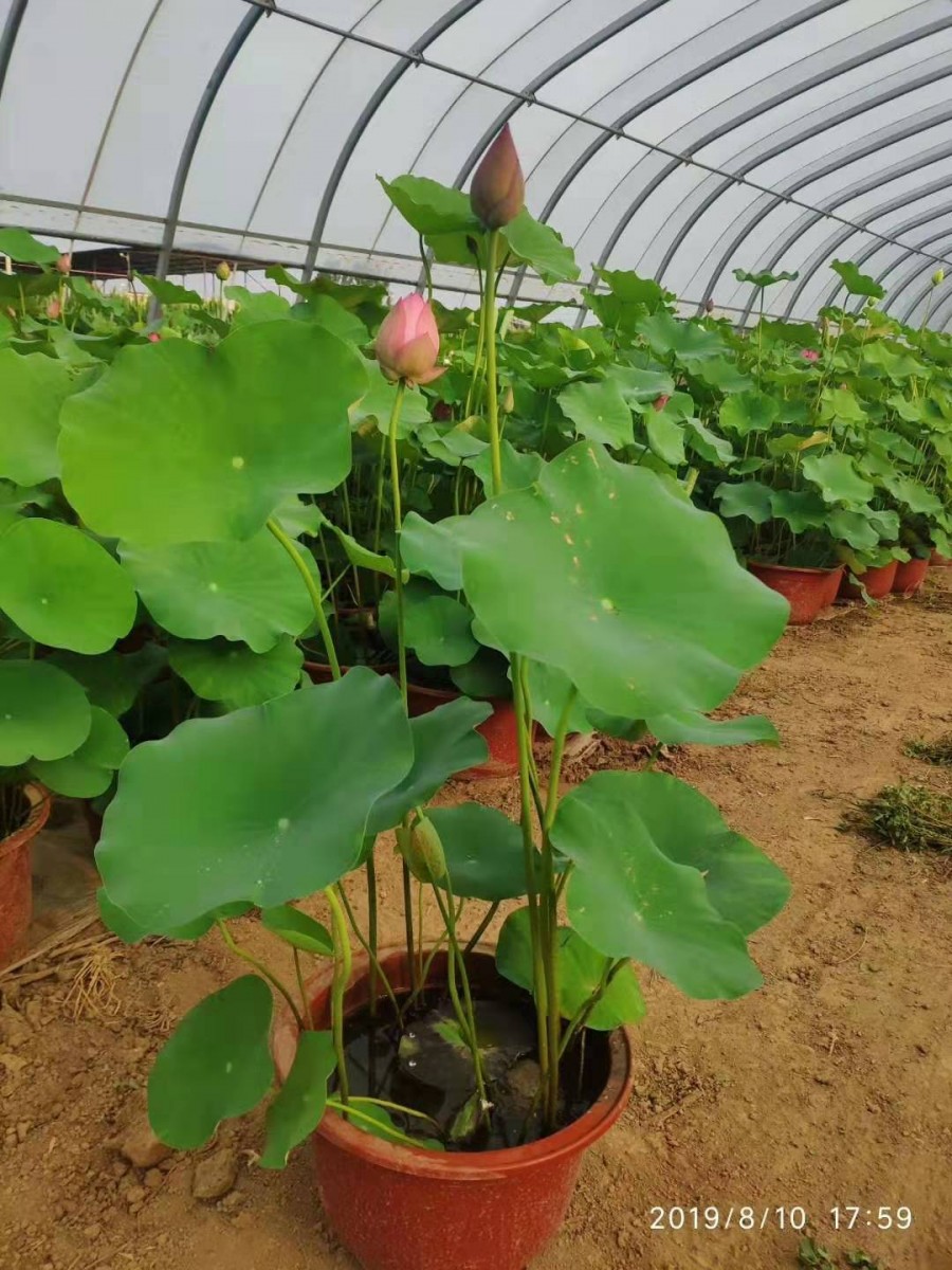 盆栽荷花